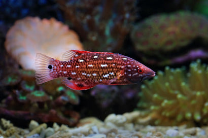 Longjaw Wrasse: Red