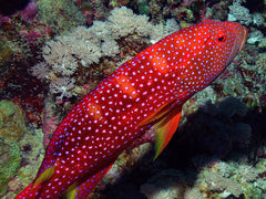 Louti (Cherry) Grouper