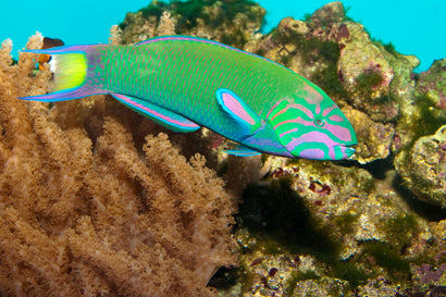 Lunare Wrasse