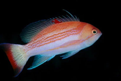 Luzon Anthias: Male