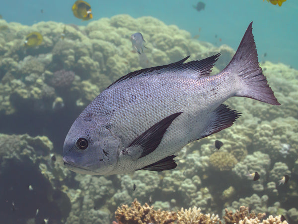 Macolor Snapper – Sea Dwelling Creatures