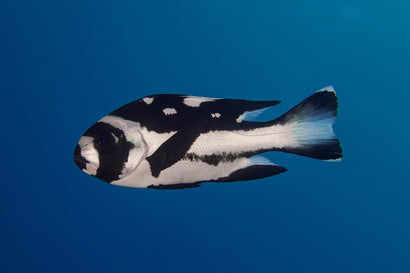 Macolor Snapper