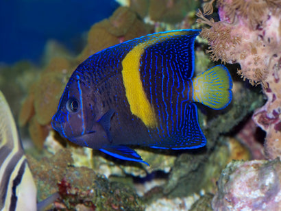 Maculosus Angel: Changing