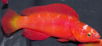 Magma Fairy Wrasse: Super Male
