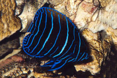 Majestic Angel: Juvenile