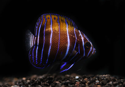 Majestic Angel: Changing