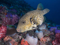 Mappa Puffer