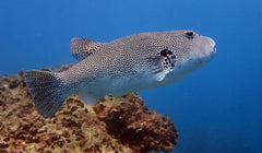 Mappa Puffer