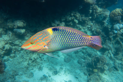 Marble Wrasse