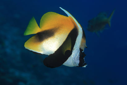 Masked Monoceros Heniochus