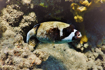 Masked Puffer