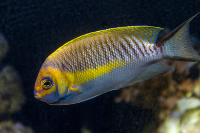 Masked Swallowtail Angel: Male