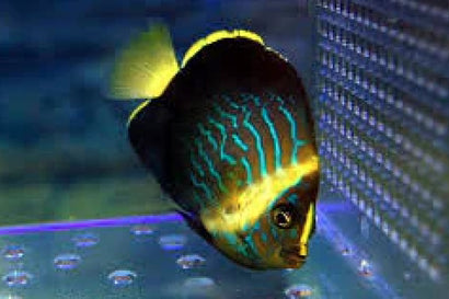 Maze Angel: Juvenile: Tank Raised