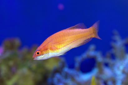 McCosker's Flasher Wrasse: Female
