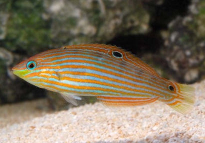 Melanarus Wrasse: Female
