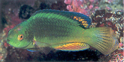Melanomarginatus Fairy Wrasse: Female