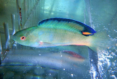 Melanomarginatus Fairy Wrasse: Male