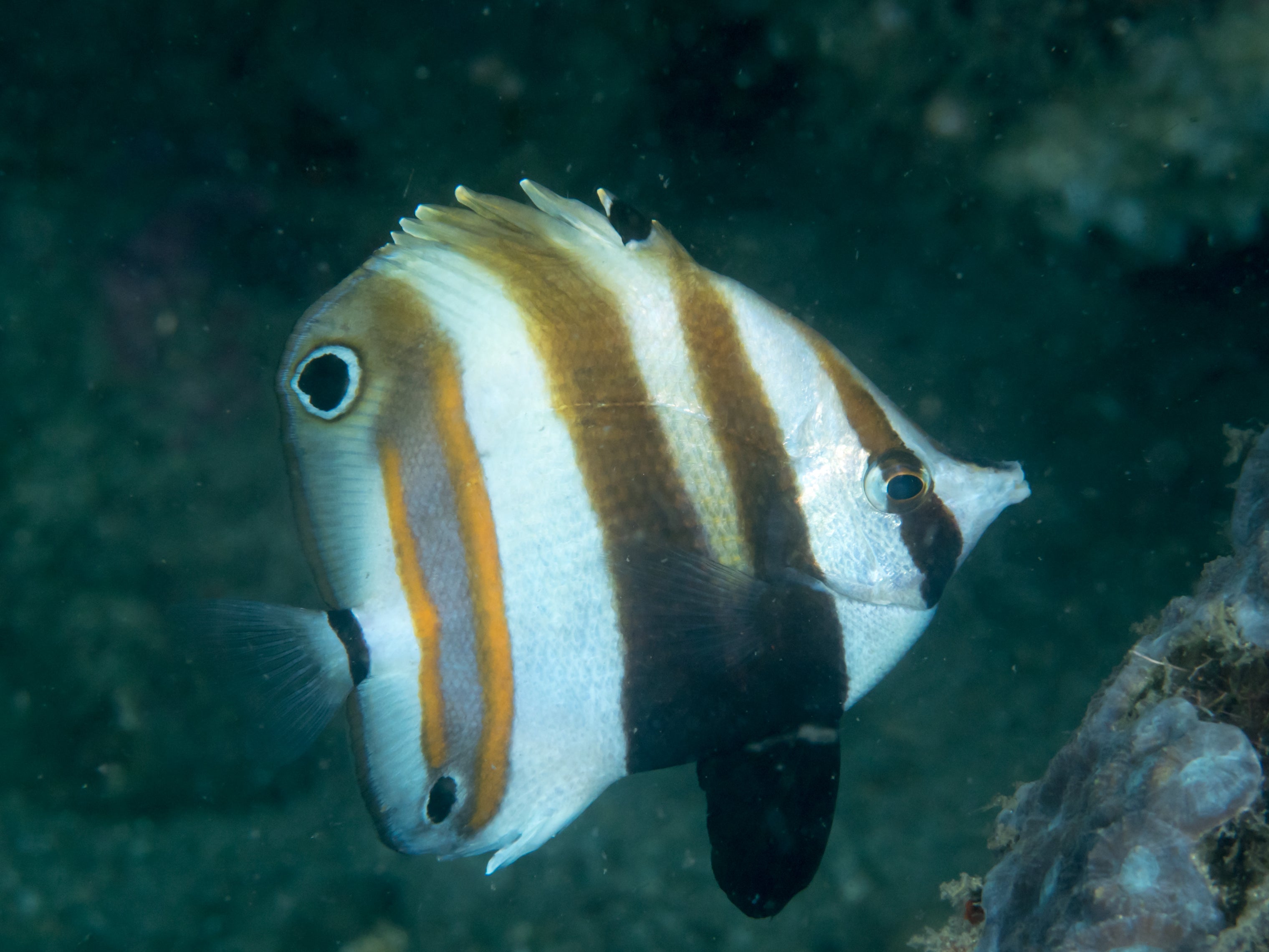 Melanopus (Coradion) Butterfly