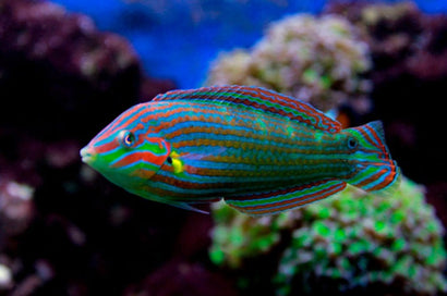 Melanarus Wrasse: Male