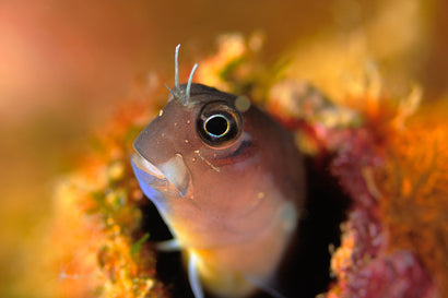 Melarchus Blenny