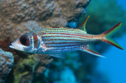 Metallic Squirrel Fish