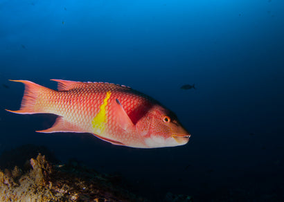 Mexican Hogfish