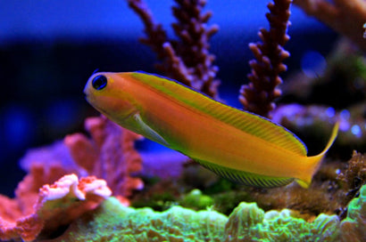 Midas Blenny: Golden