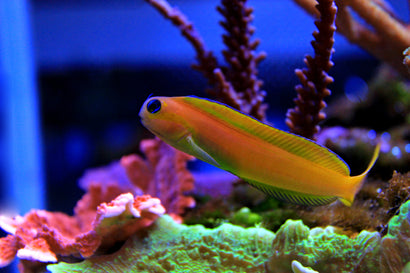 Midas Blenny: Yellow Tail