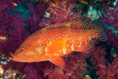 Miniatus Grouper