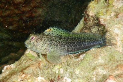 Molly Miller Blenny