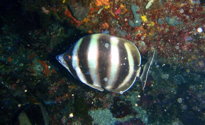 Moonlighter Butterfly