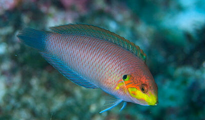 Moyeri Leopard Wrasse