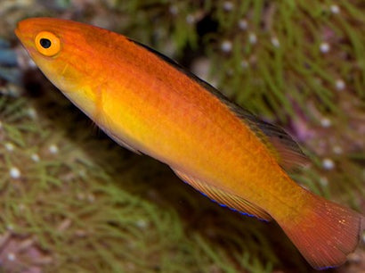 Nahackyi Fairy Wrasse: Female