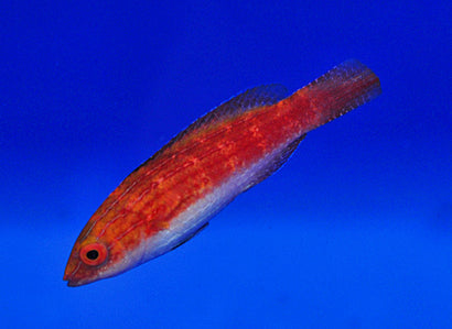 Naoko's Fairy Wrasse: Female