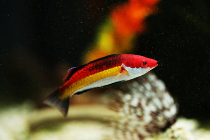 Naoko's Fairy Wrasse: Male
