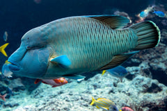 Napoleon Wrasse