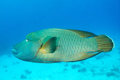 Napoleon Wrasse