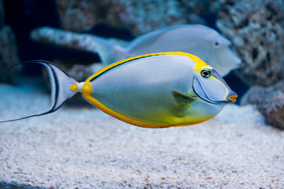 Naso Tang: Male