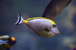 Blonde Naso Tang
