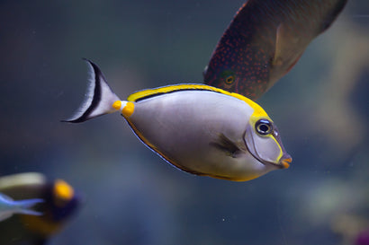 Blonde Naso Tang