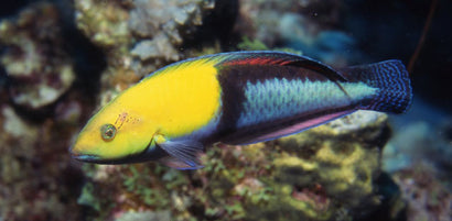 Neon Wrasse