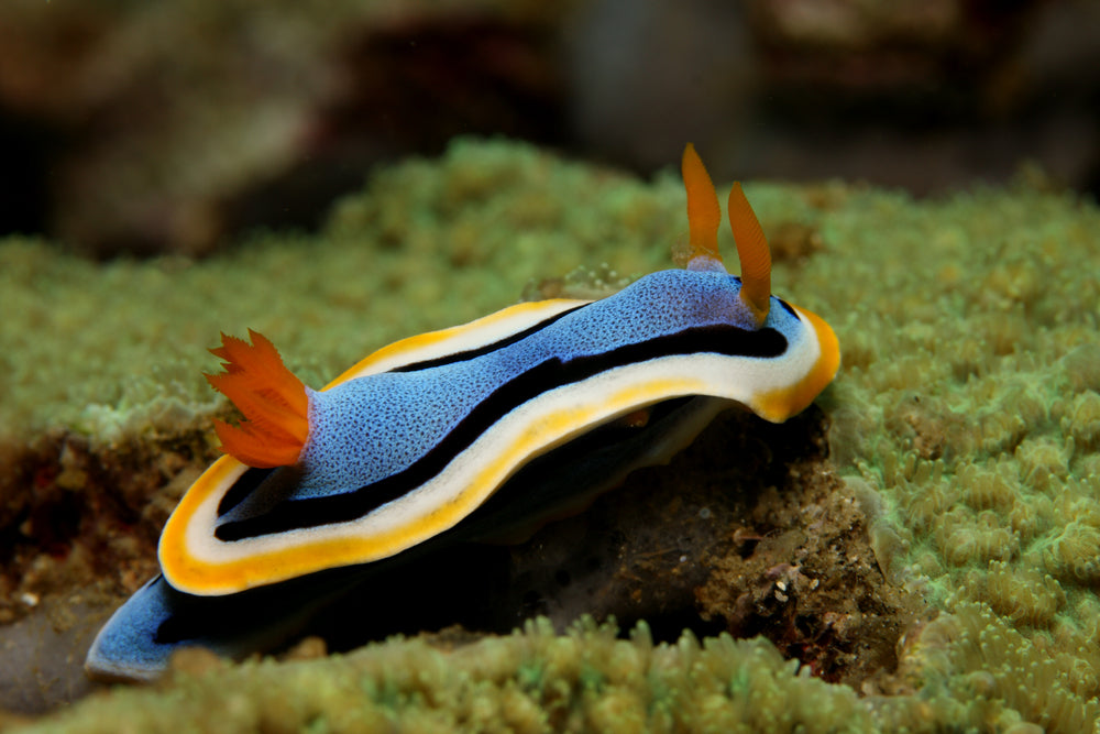 Nudibranchs