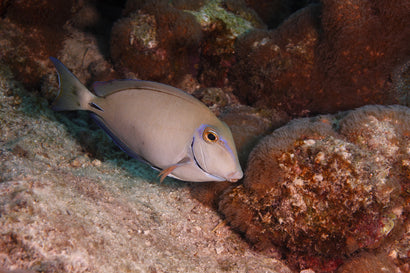 Ocean Surgeonfish