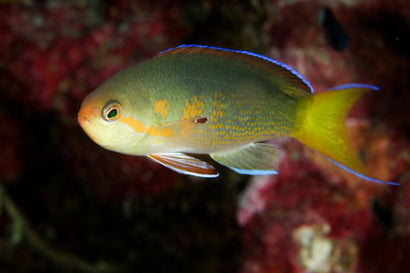 Olivaceus Anthias: Male