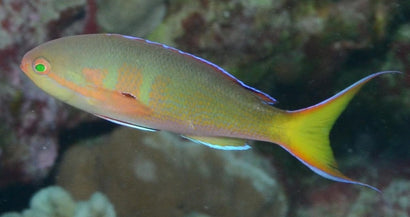 Olivaceus Anthias: Female