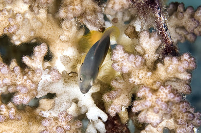 Olive Pseudochromis: Tank Raised