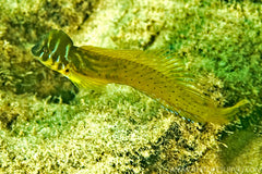 Oyster Blenny