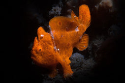 Orange Angler: Super