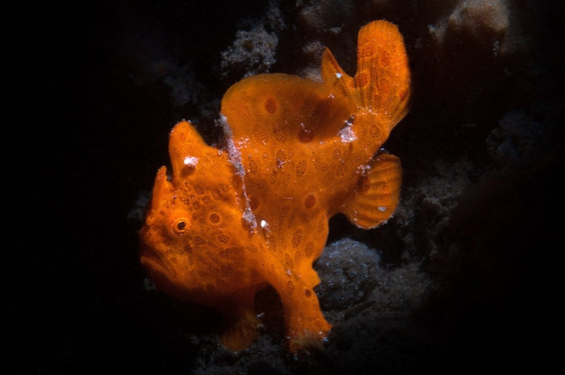 Anglers – Sea Dwelling Creatures
