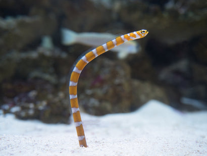Orange Banded Garden Eel